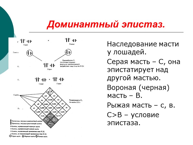 Доминантный эпистаз.    Наследование масти у лошадей.    Серая масть